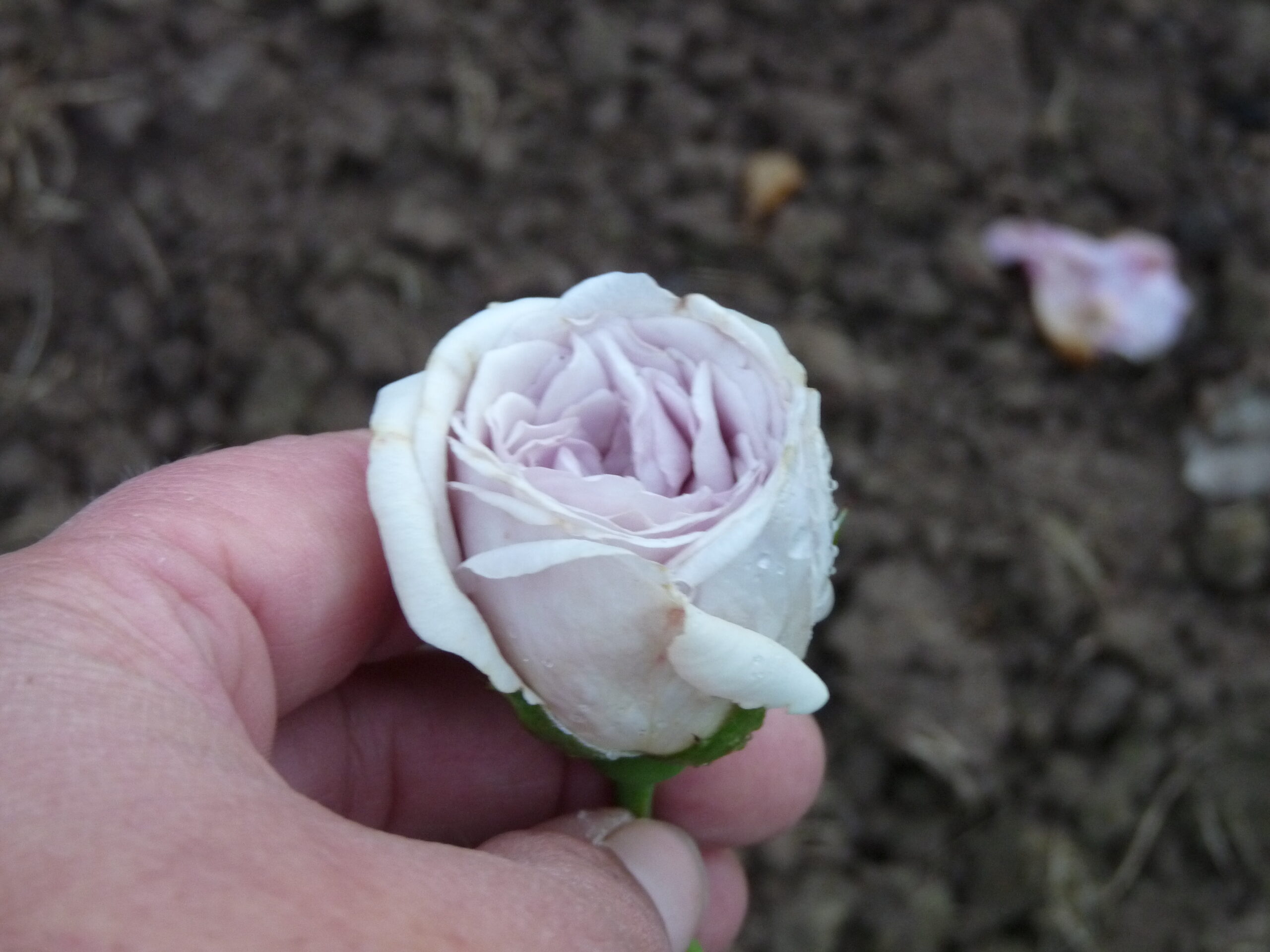 Grey Pearl – Bild 4