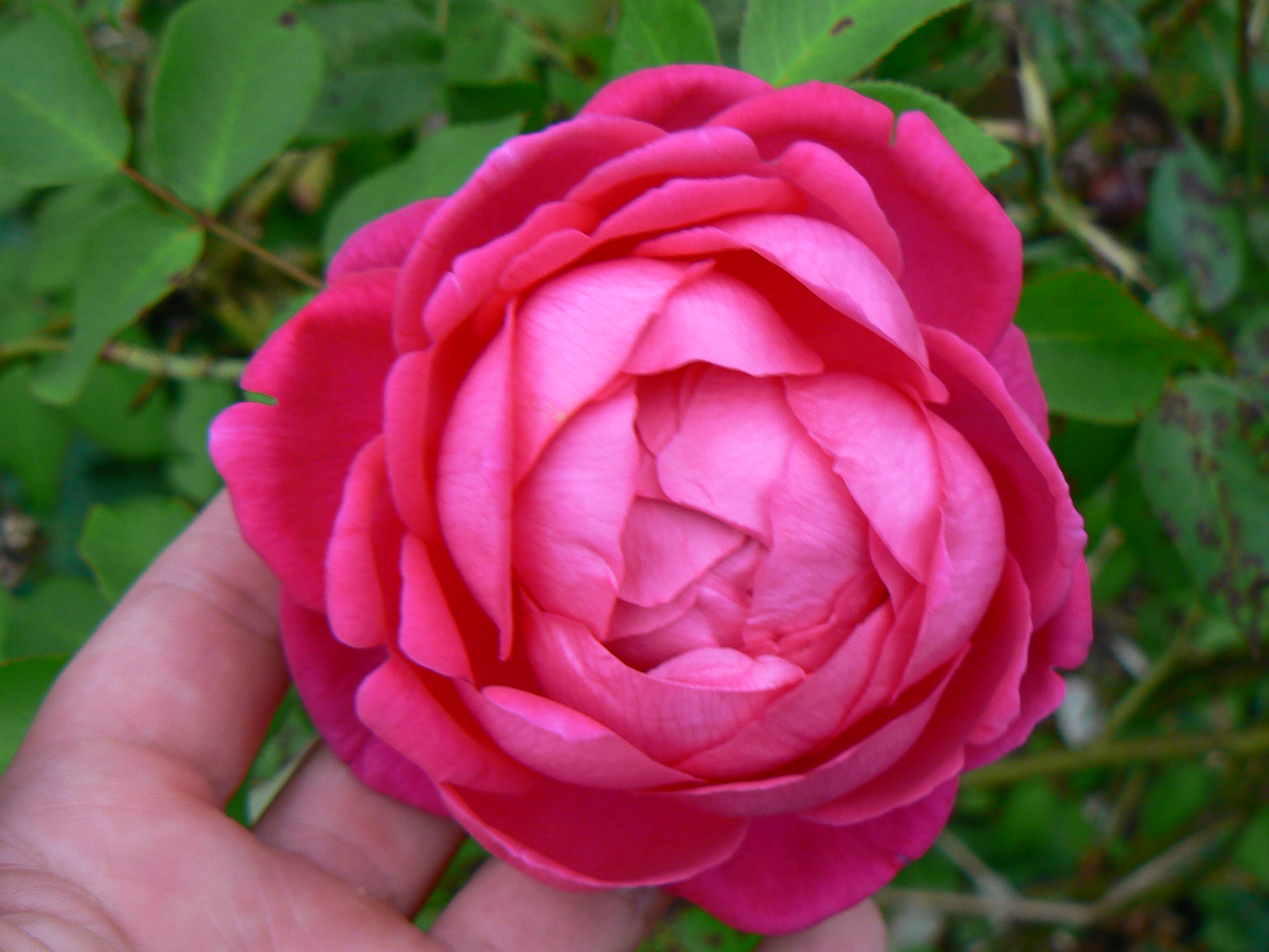 Biggis Rose – Bild 2