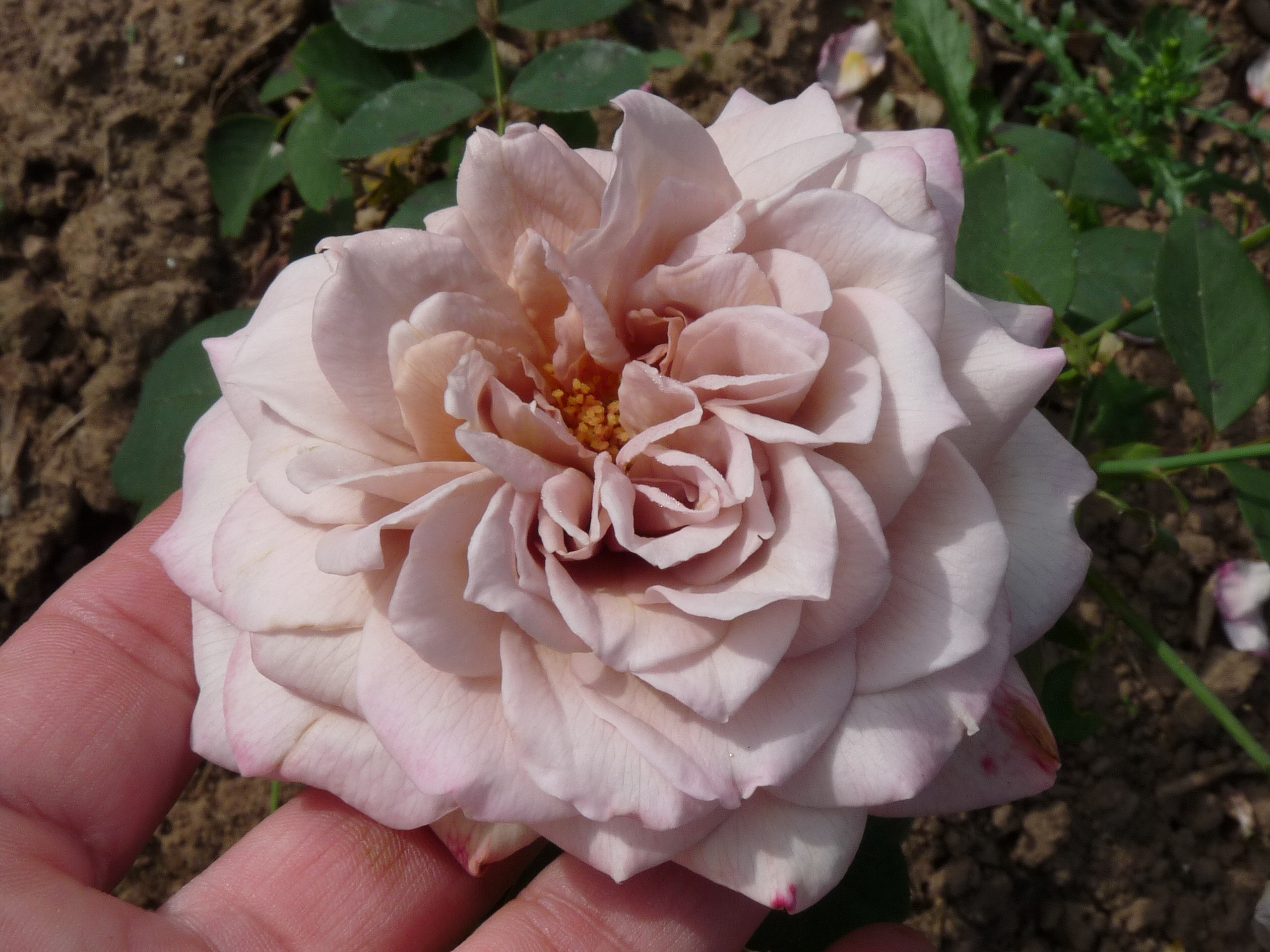 Grey Pearl – Bild 5