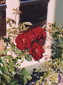 Schwarzer Samt – Bild 5