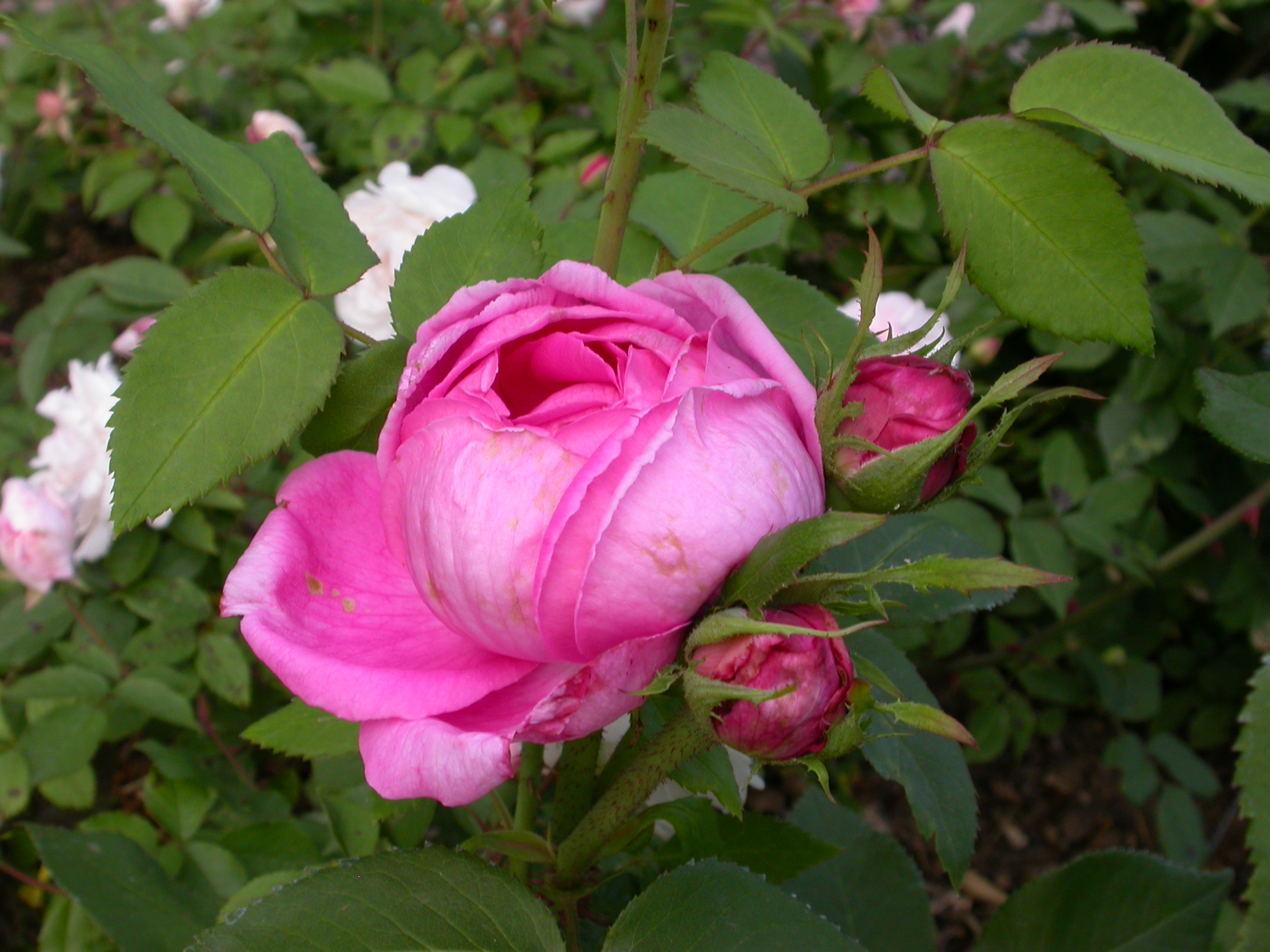 Biggis Rose – Bild 3