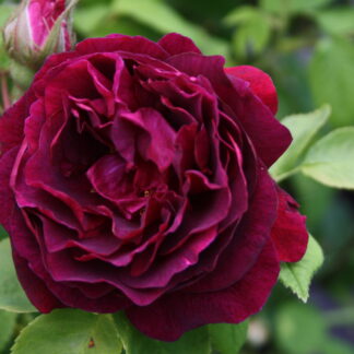 Dülmener Rose