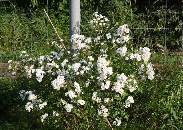 Guirlande d´Amour – Bild 6
