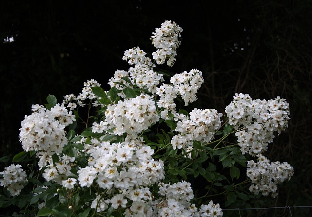 Guirlande d´Amour – Bild 5
