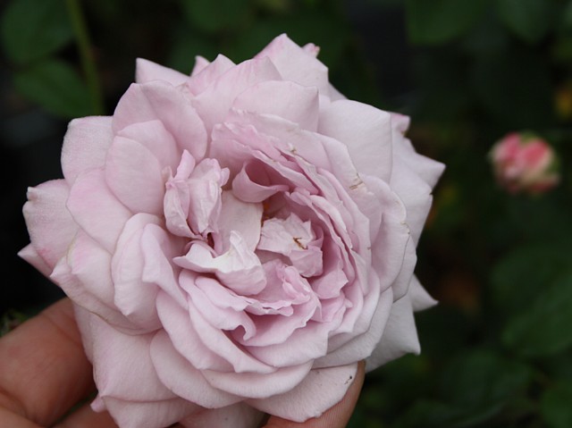 Lavendula – Bild 4