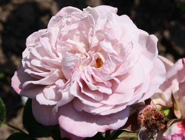Lavendula – Bild 5