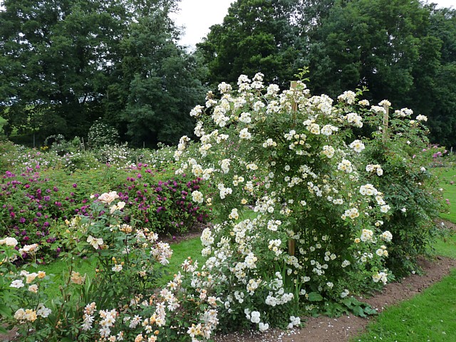 Rosa helenae Sämling – Bild 2
