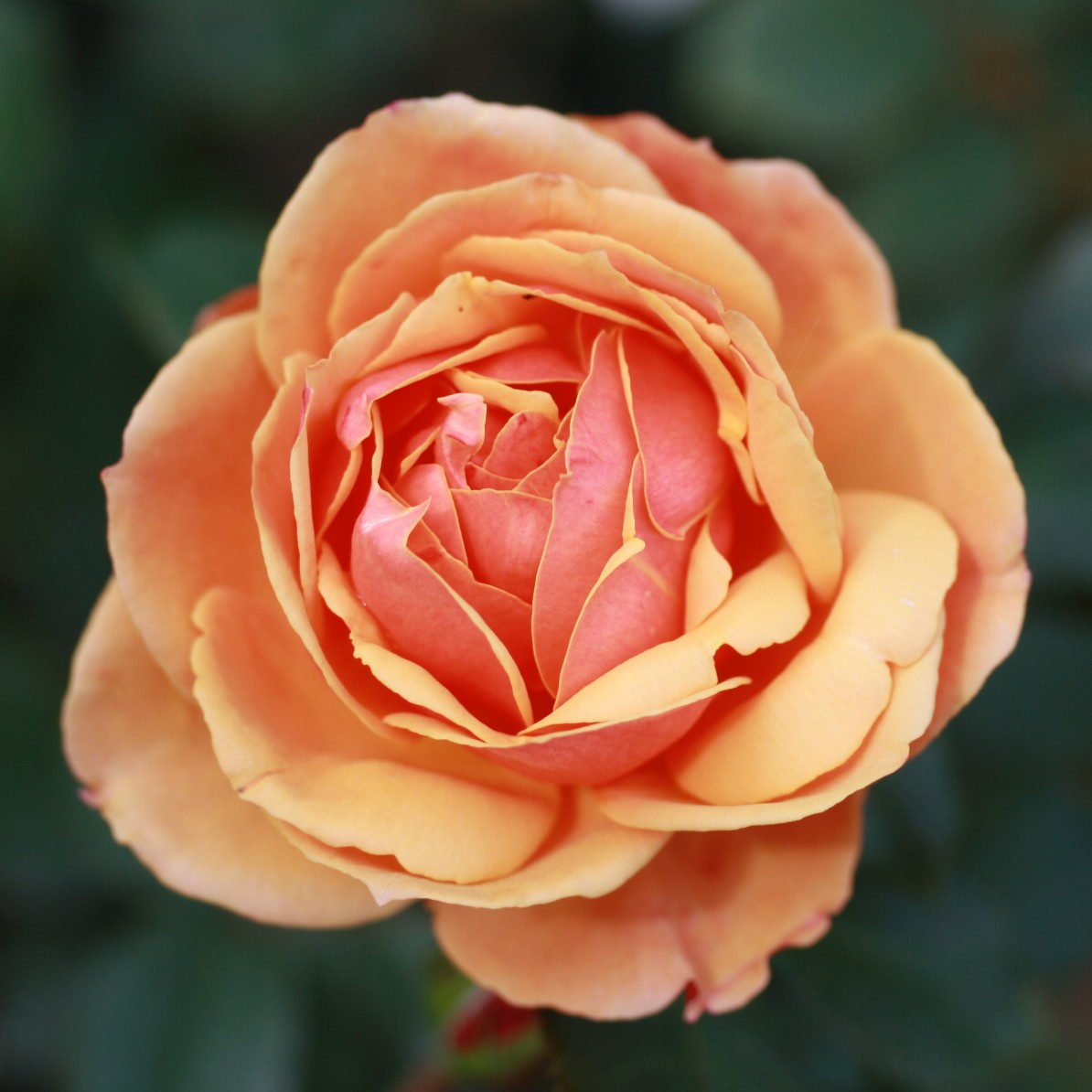 About Face – Bild 6