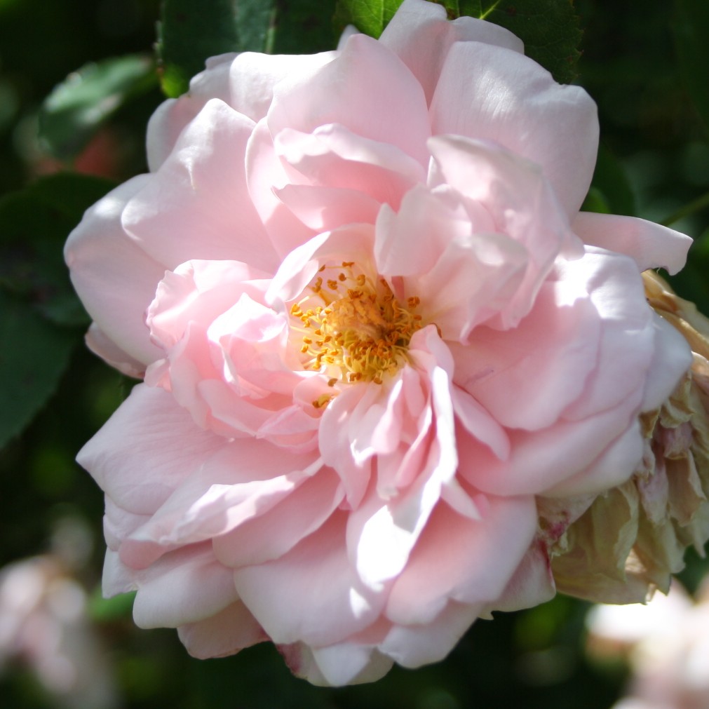 Albertine – Bild 2