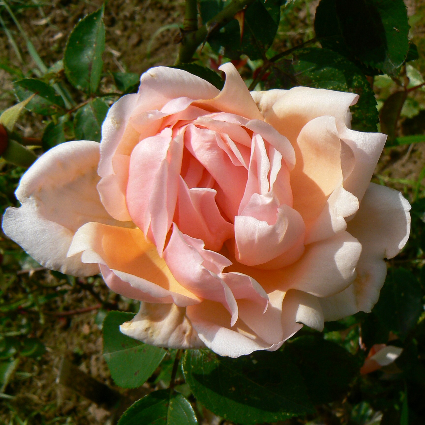 Albertine – Bild 3