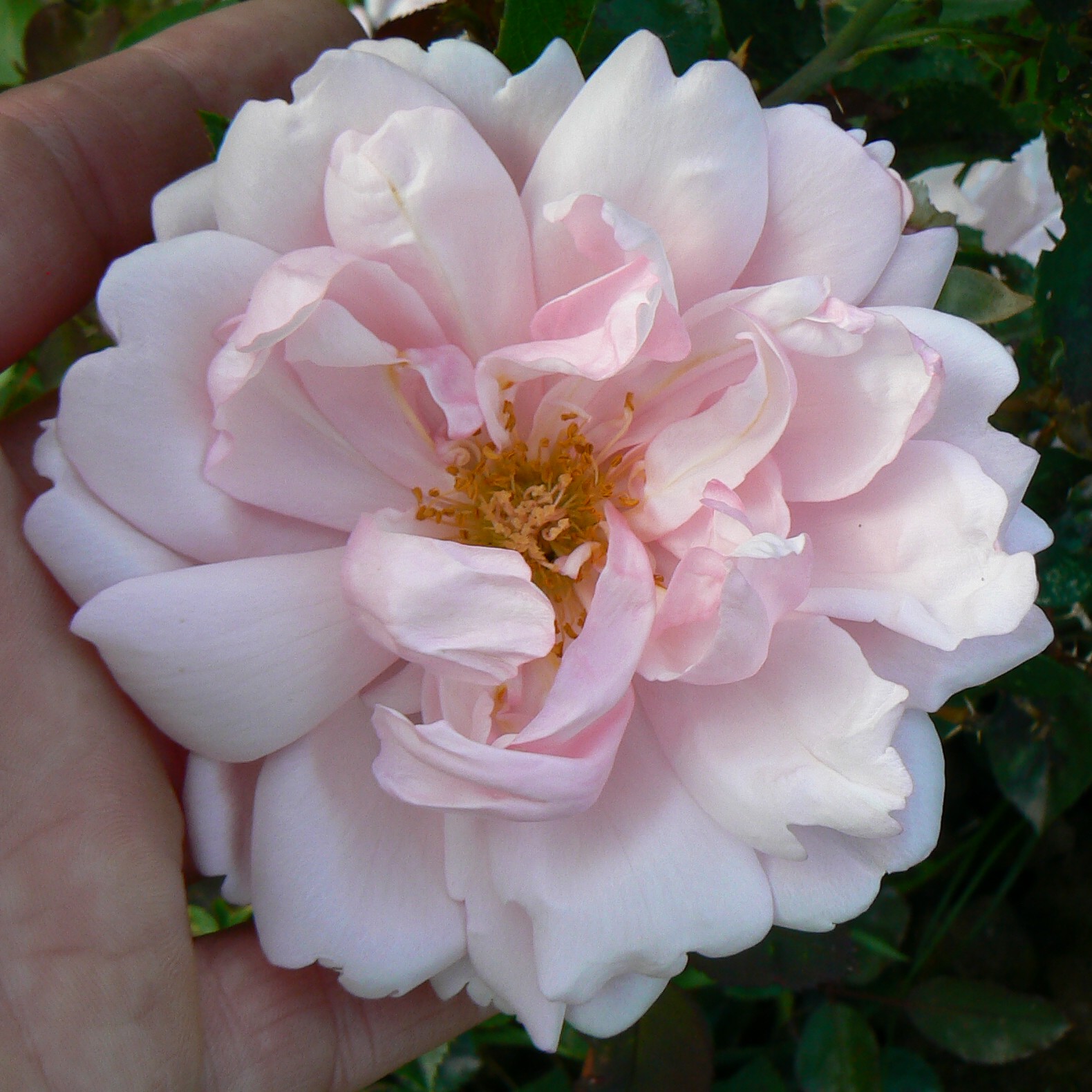 Albertine – Bild 5