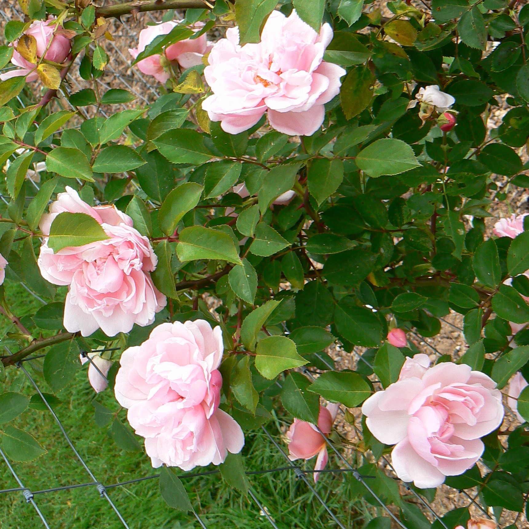 Albertine – Bild 6