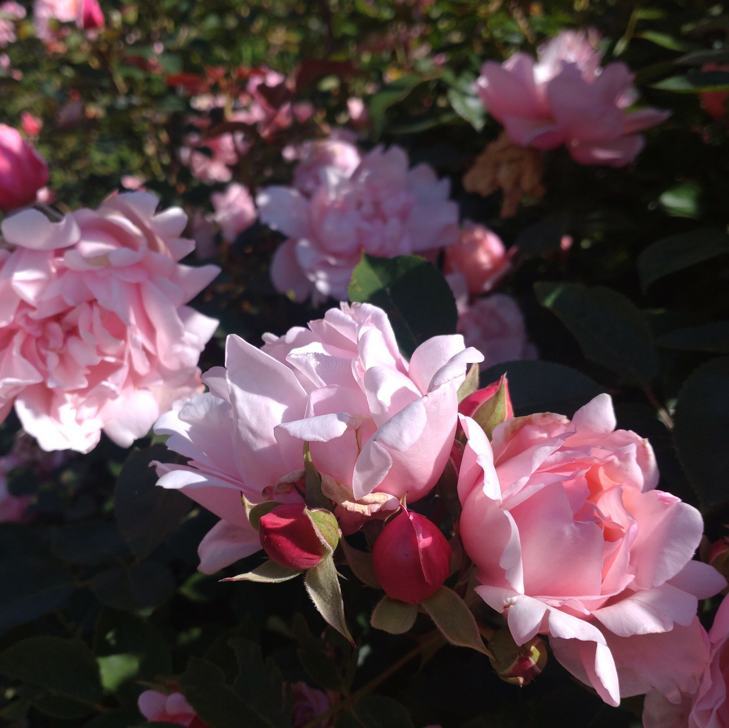 Albertine – Bild 4