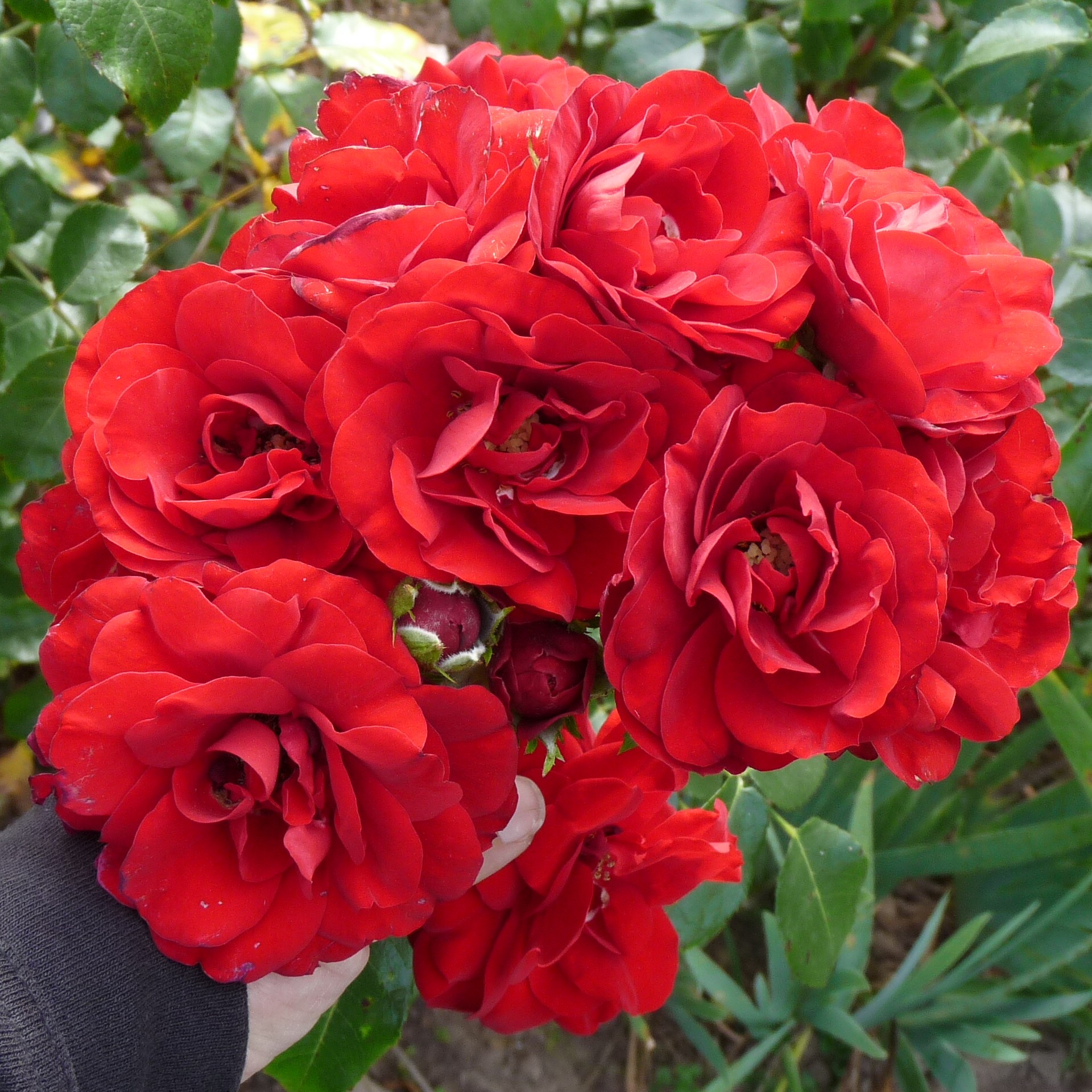 Amadeus – Bild 2
