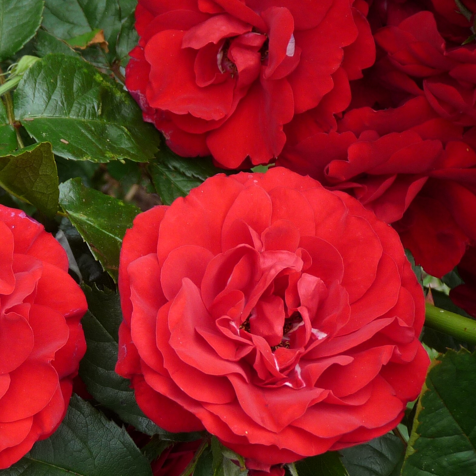 Amadeus – Bild 3
