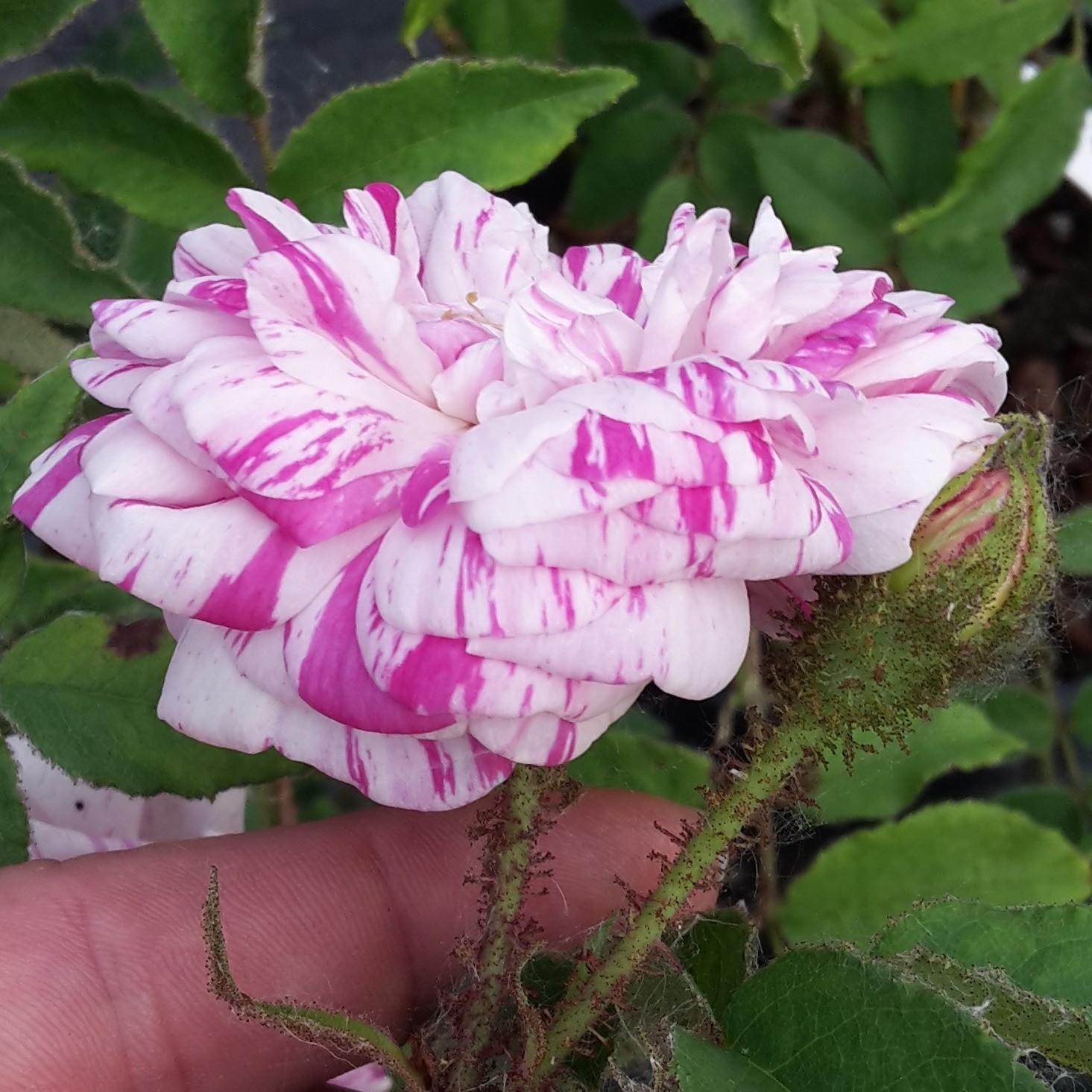 Frau Annemarie Neuser – Bild 3