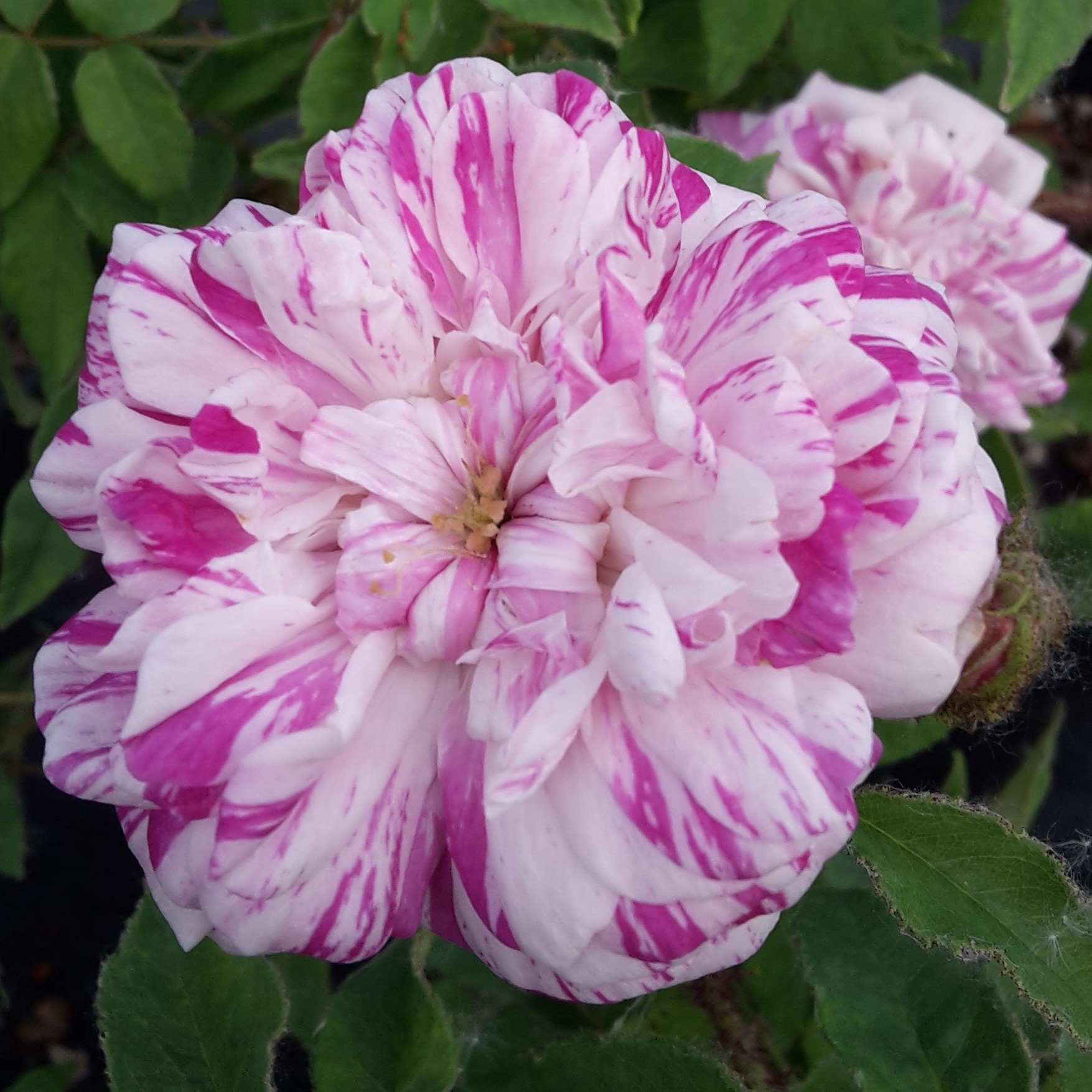Frau Annemarie Neuser