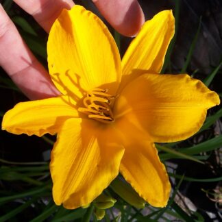 Aztek Gold