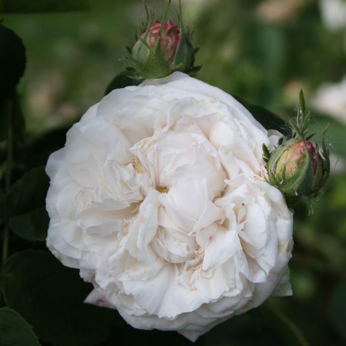 Blanchefleur
