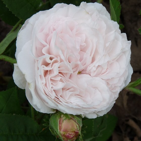 Blanchefleur – Bild 2