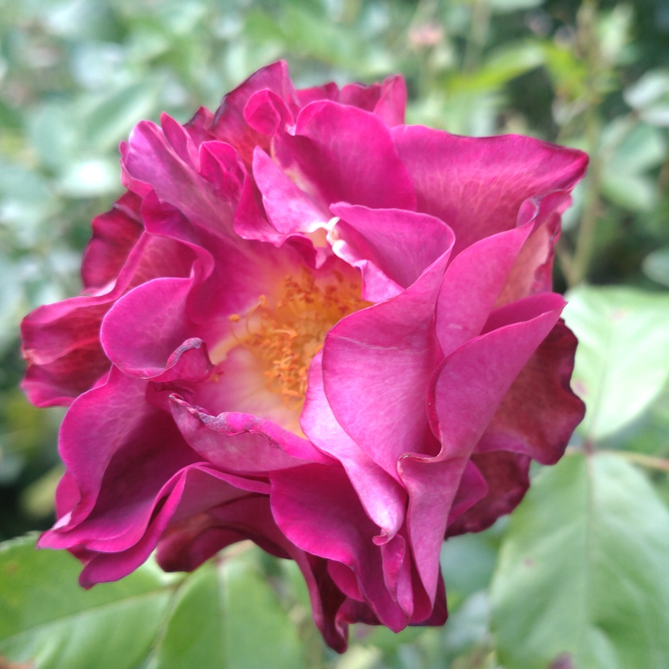 Blauwestad – Bild 2