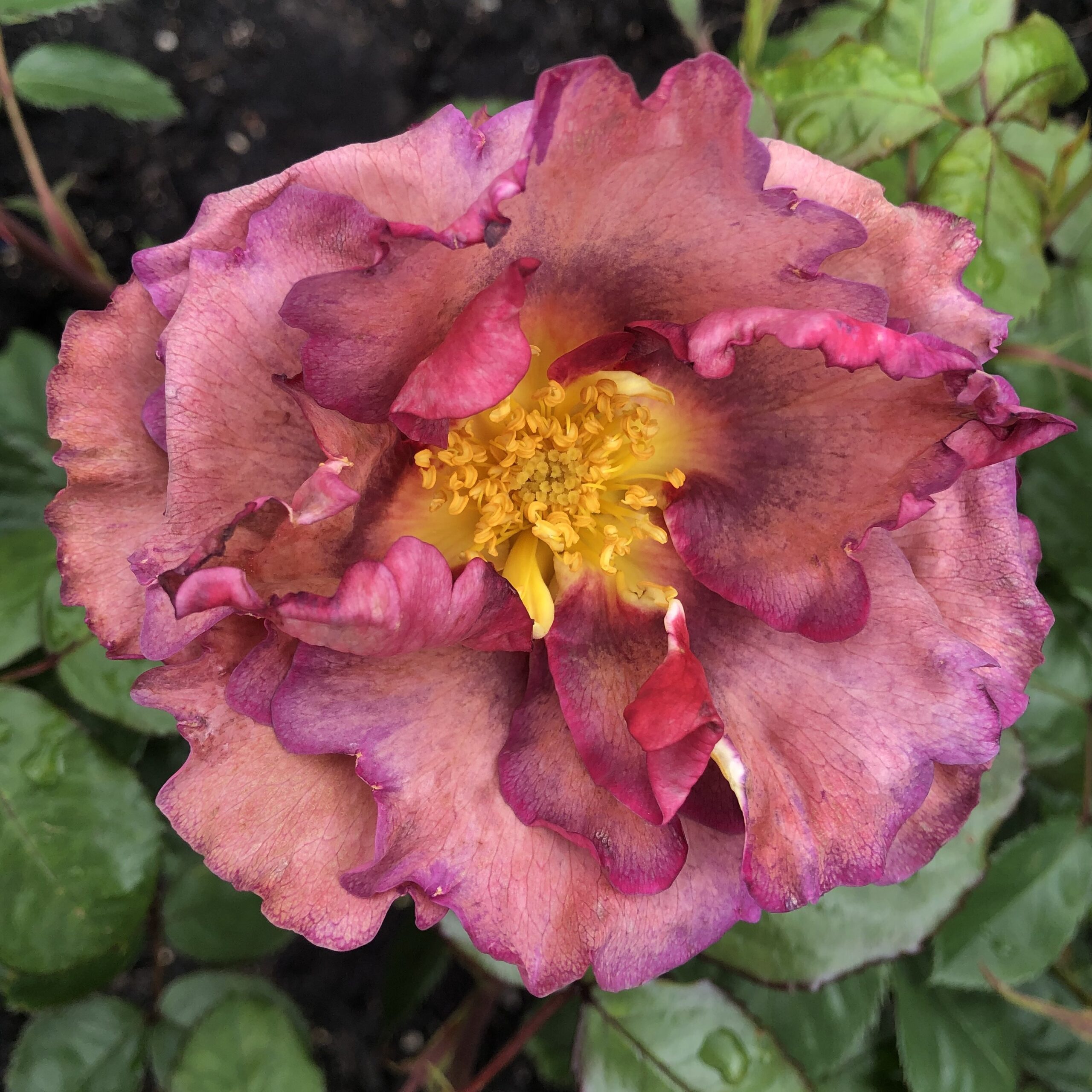 Blauwestad – Bild 3