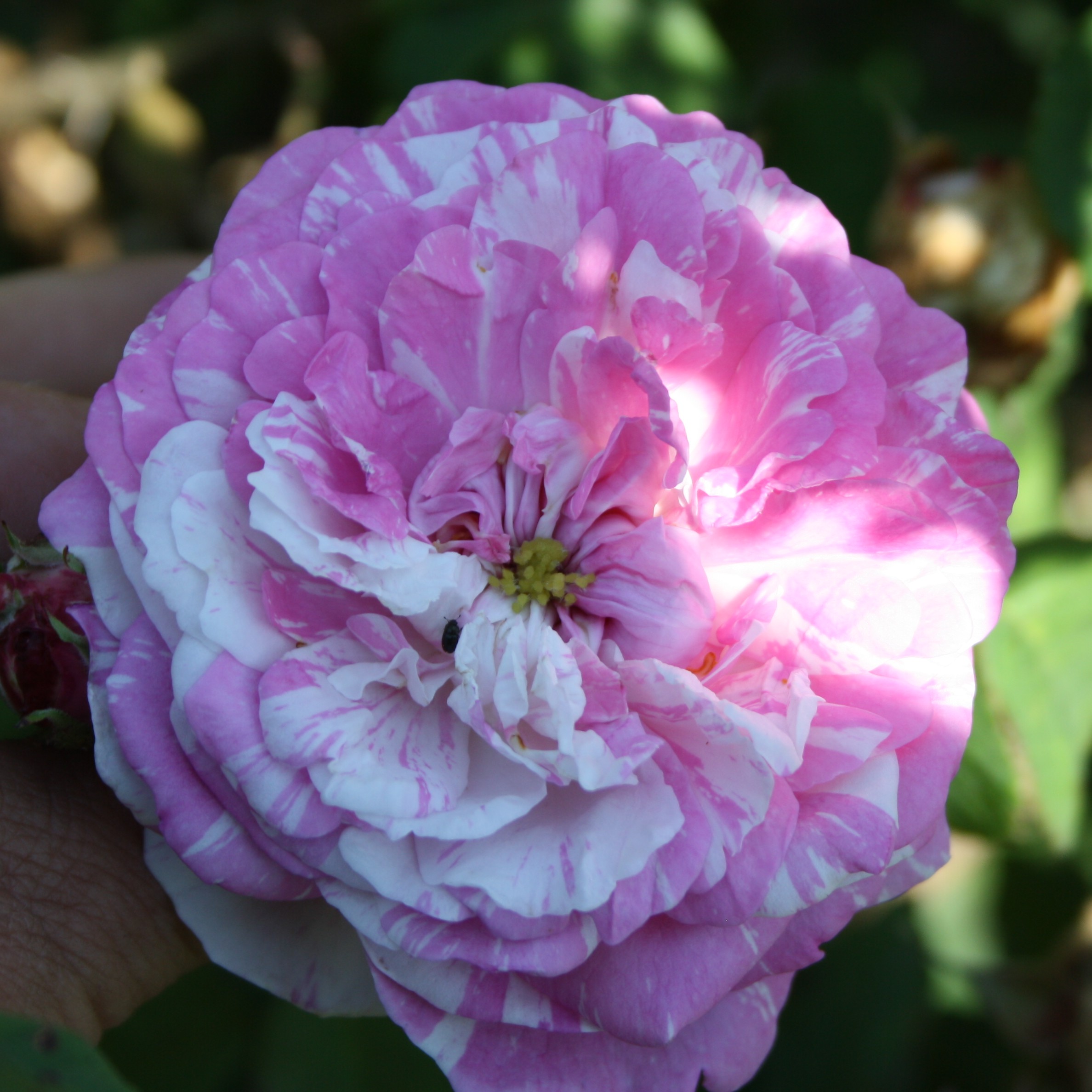Centifolia Variegata – Bild 3