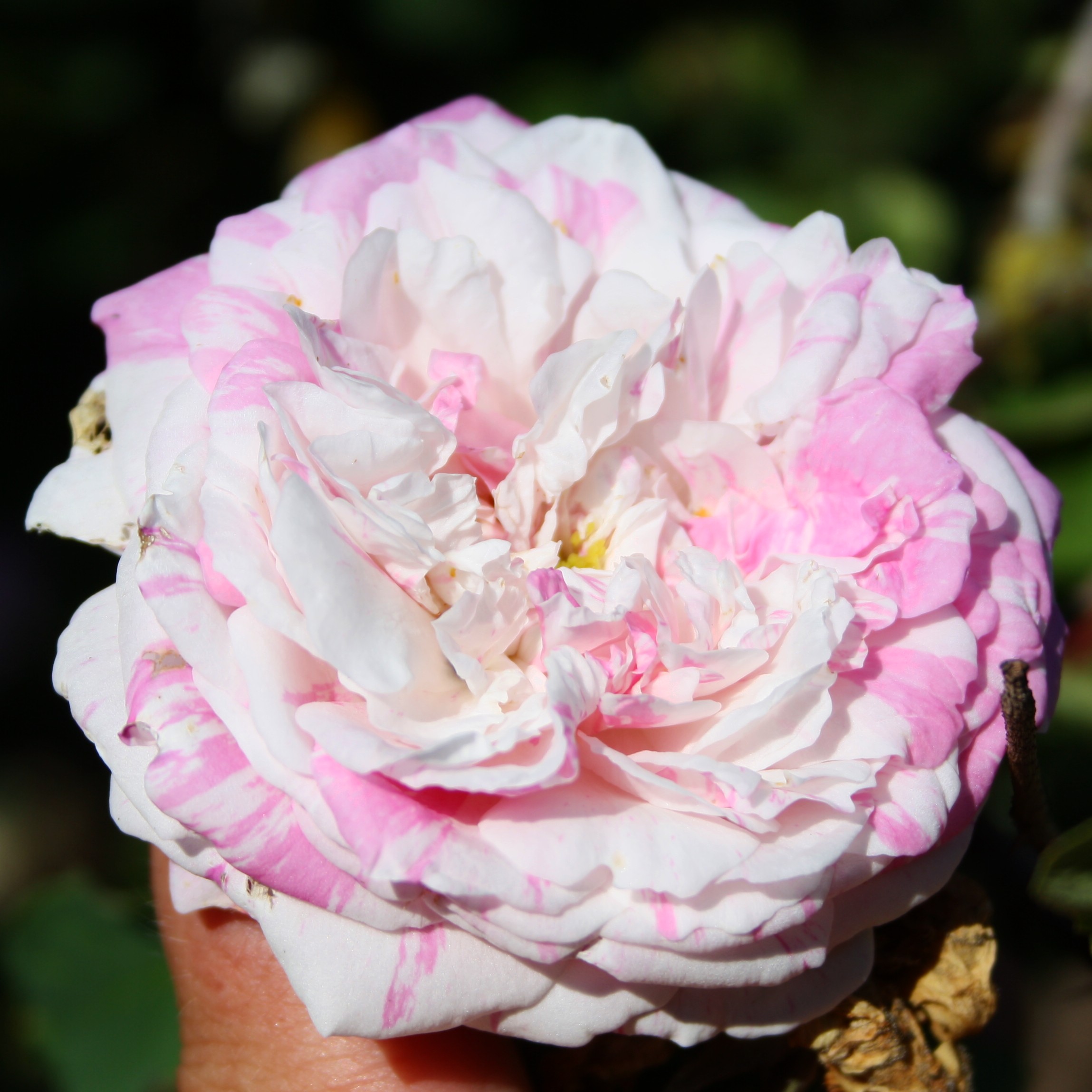 Centifolia Variegata – Bild 4