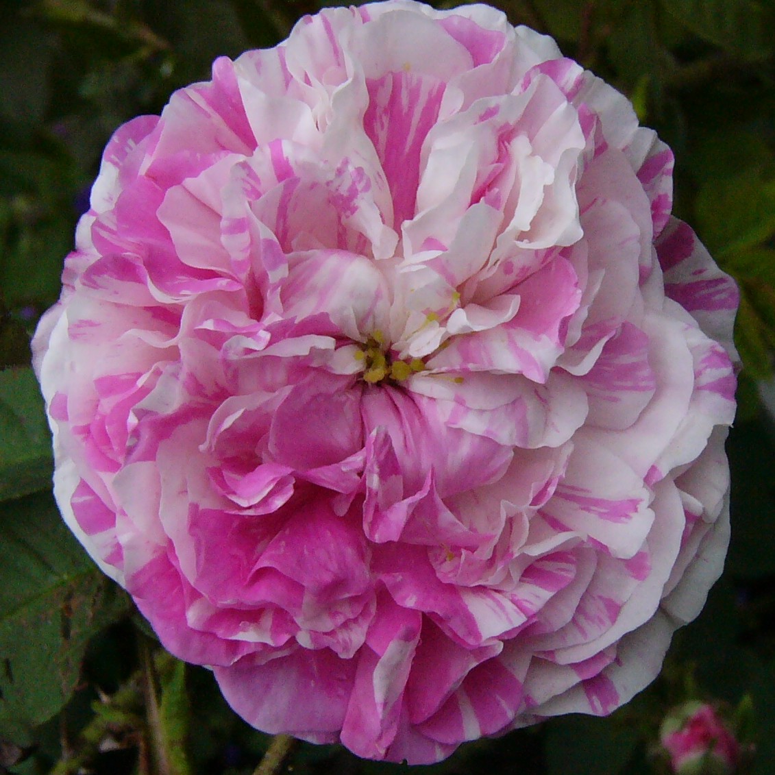 Centifolia Variegata – Bild 5