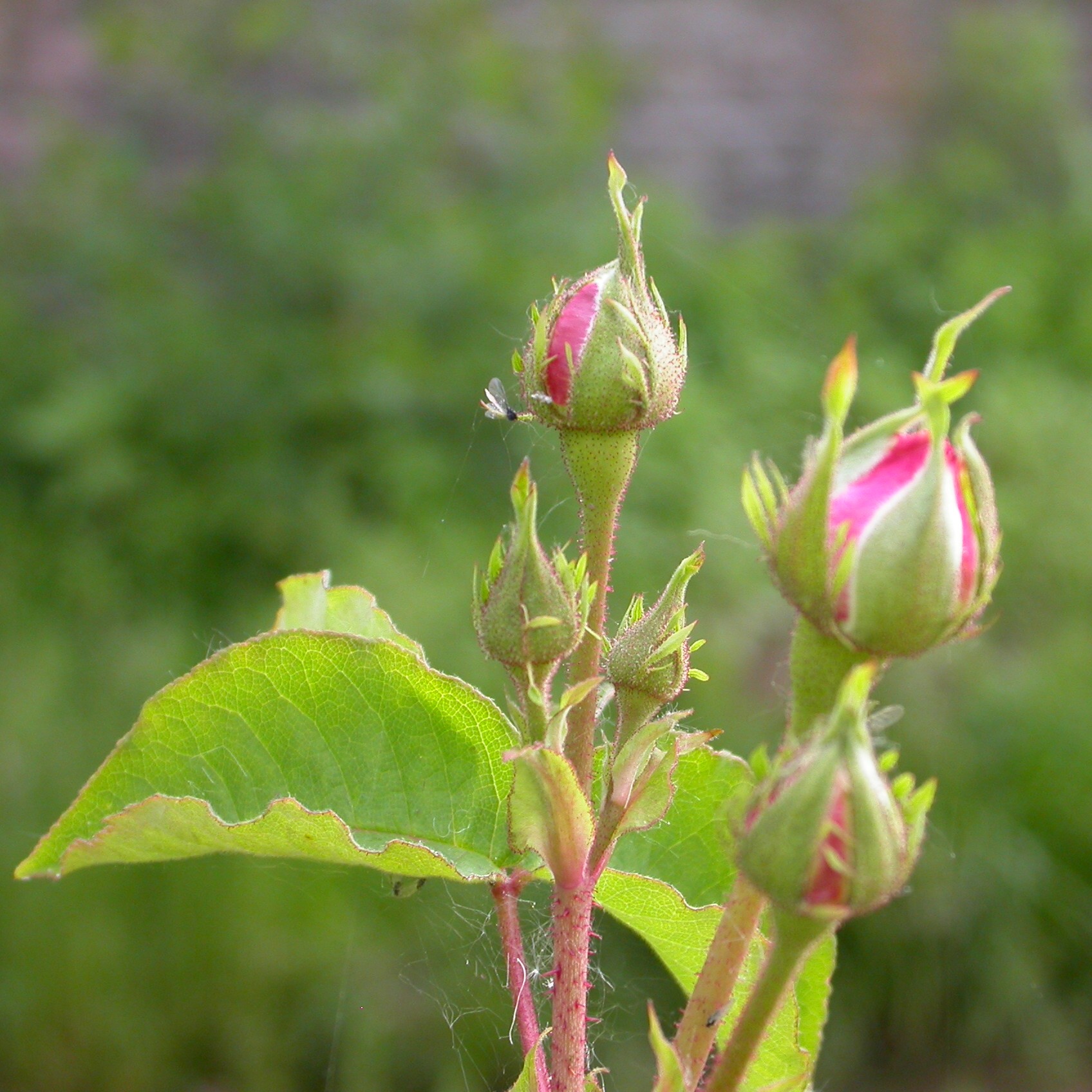 Centifolia Variegata – Bild 6