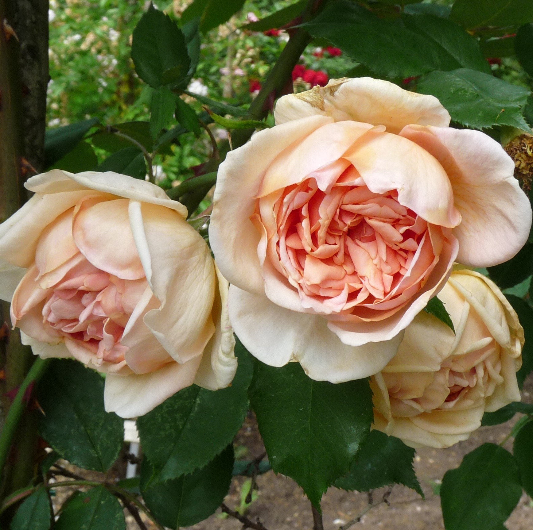 Comtesse de Noghera – Bild 4