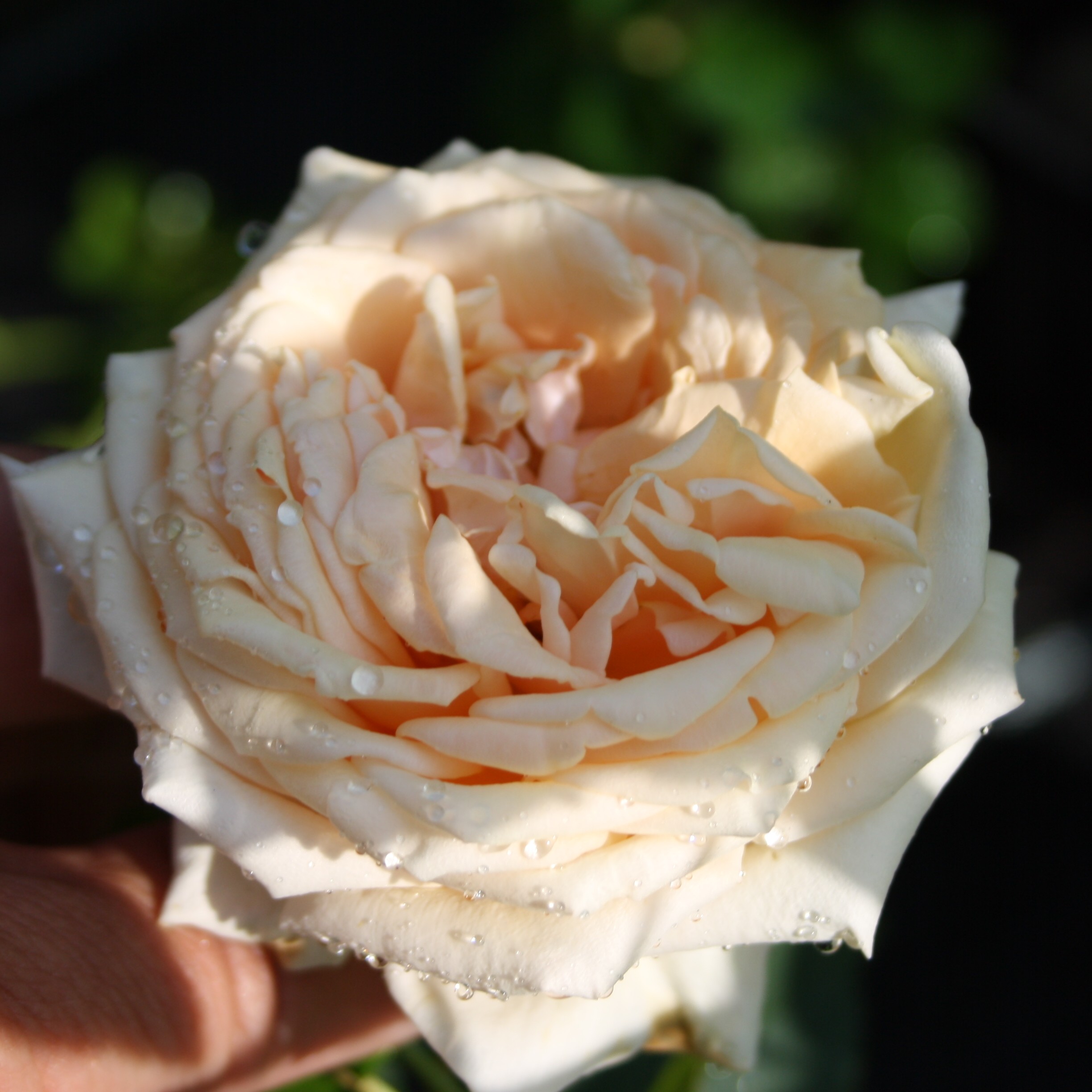 Comtesse de Noghera – Bild 5