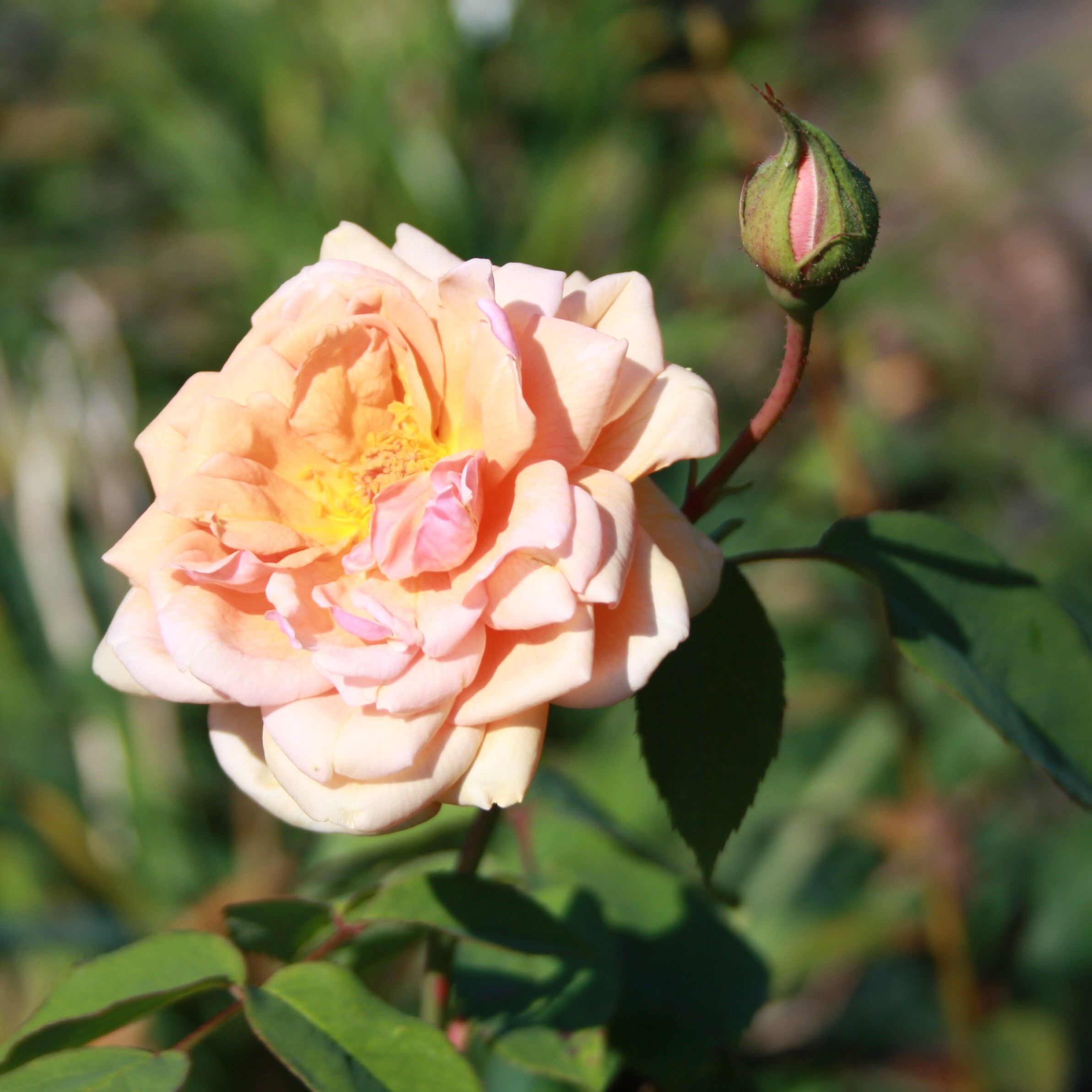 Comtesse de Noghera – Bild 6