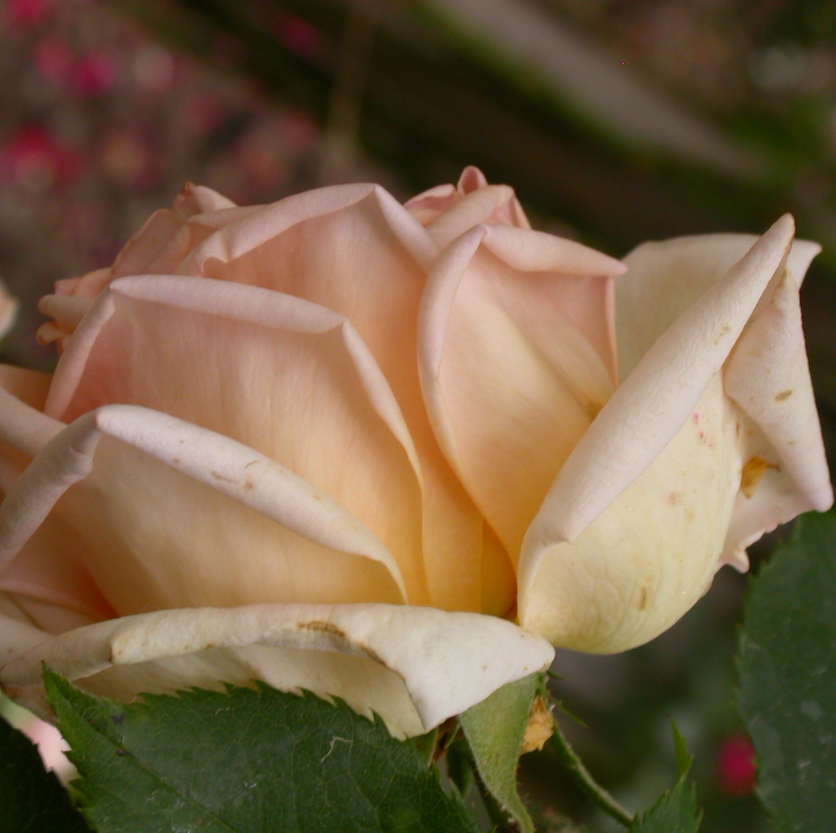 Comtesse de Noghera – Bild 7