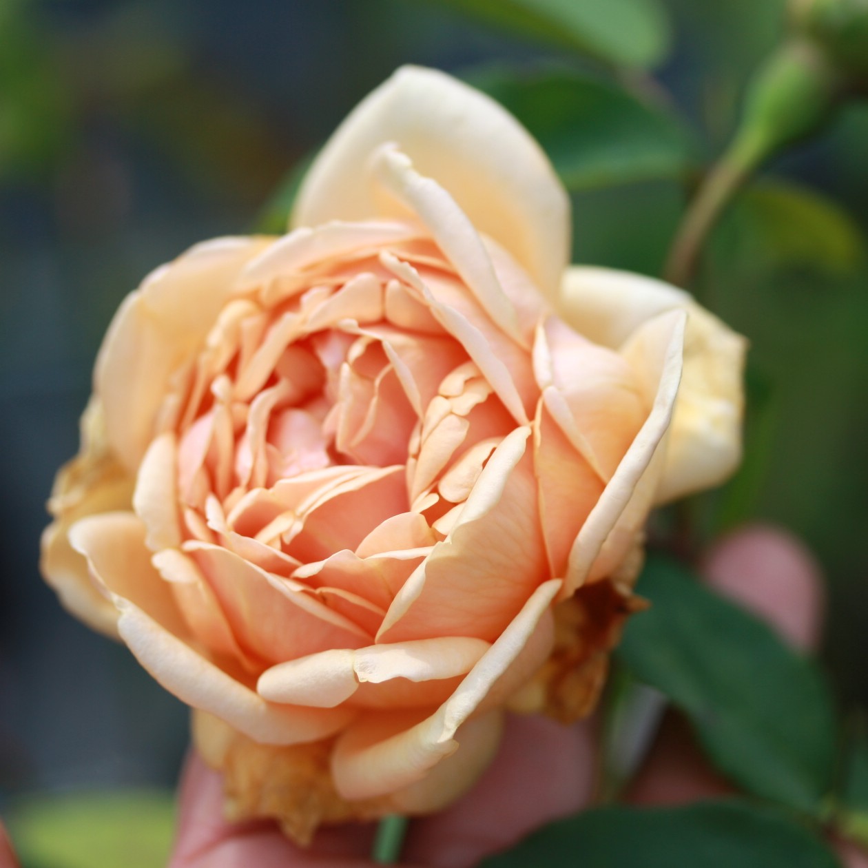 Comtesse de Noghera – Bild 8