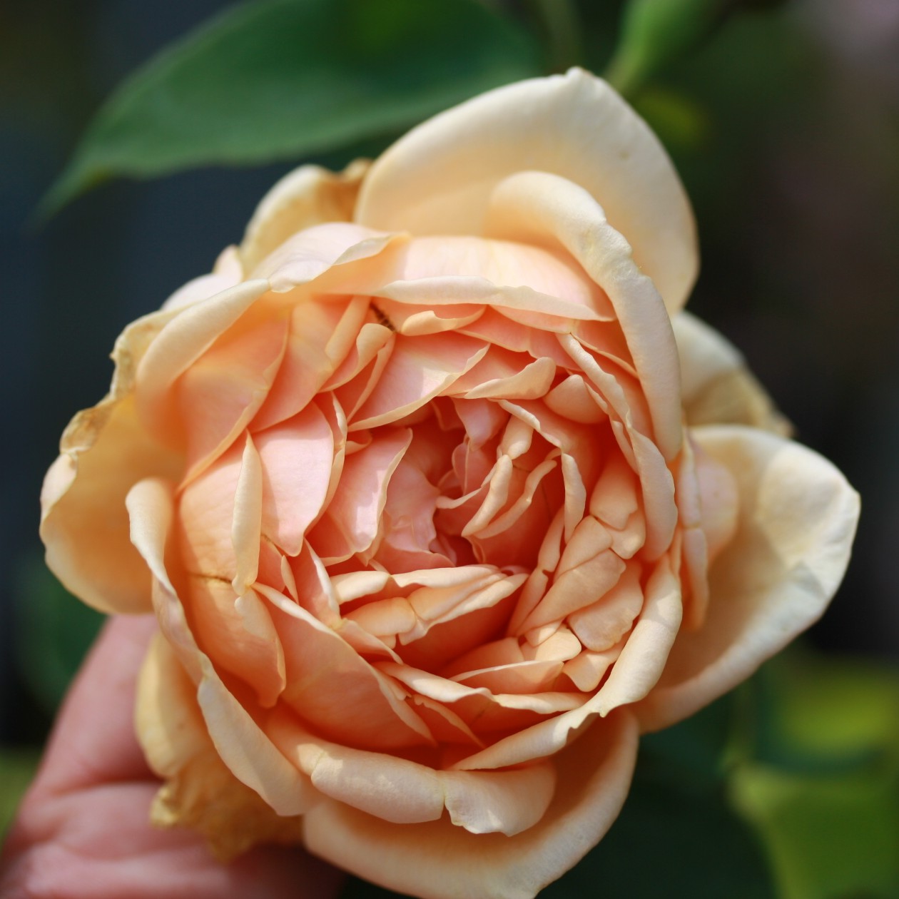Comtesse de Noghera – Bild 9