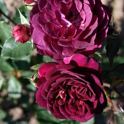 Ebb Tide – Bild 8