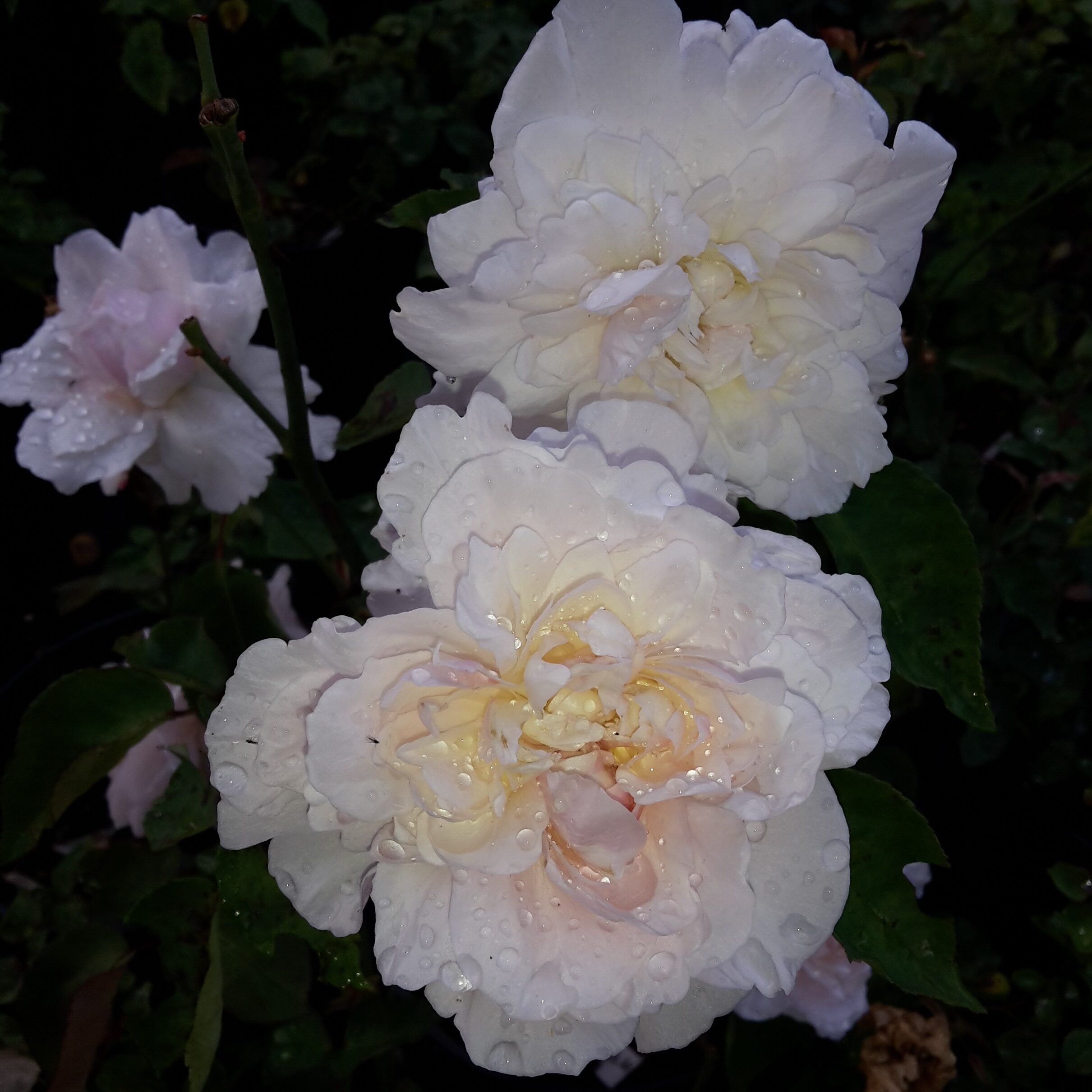 Edith de Murat – Bild 5