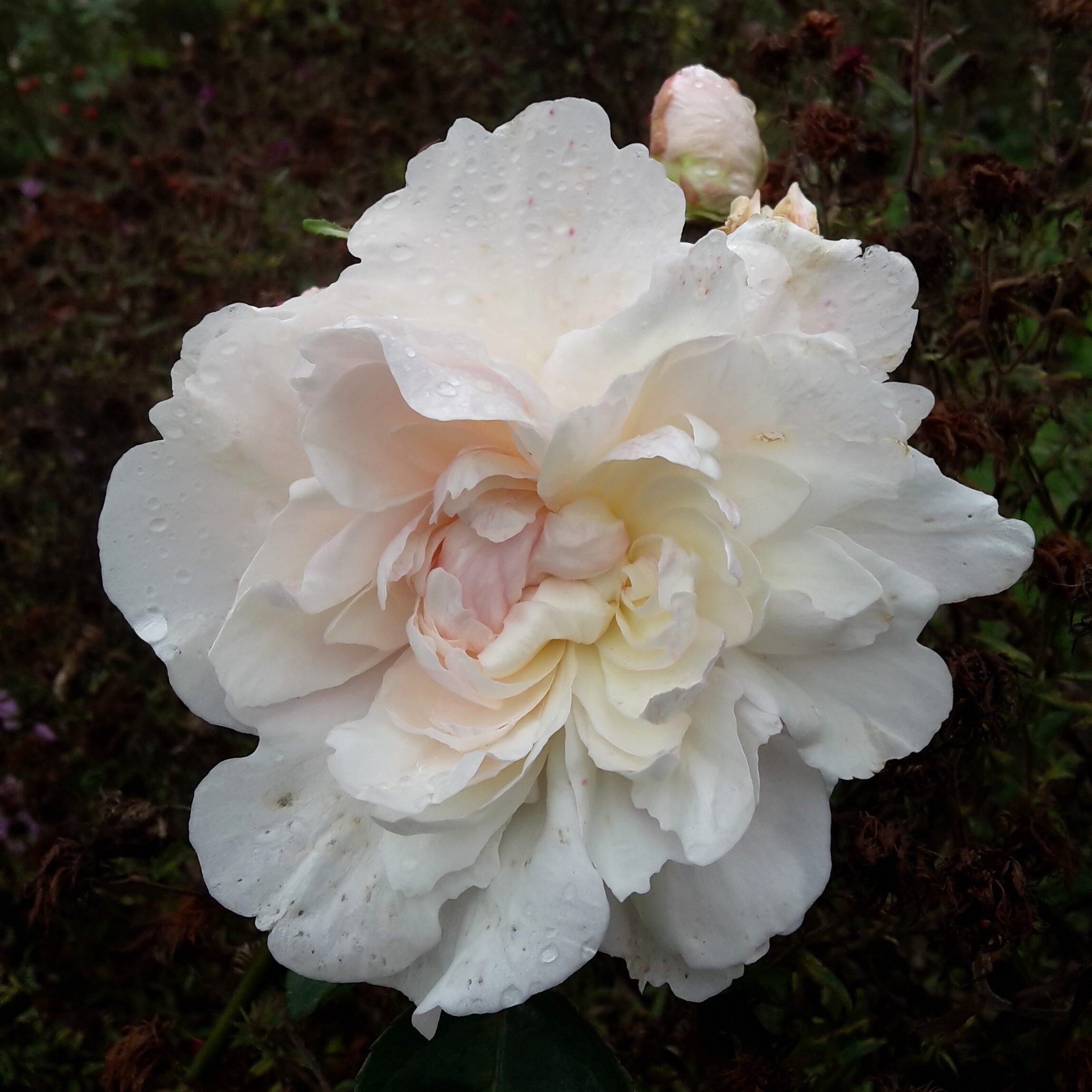 Edith de Murat – Bild 6