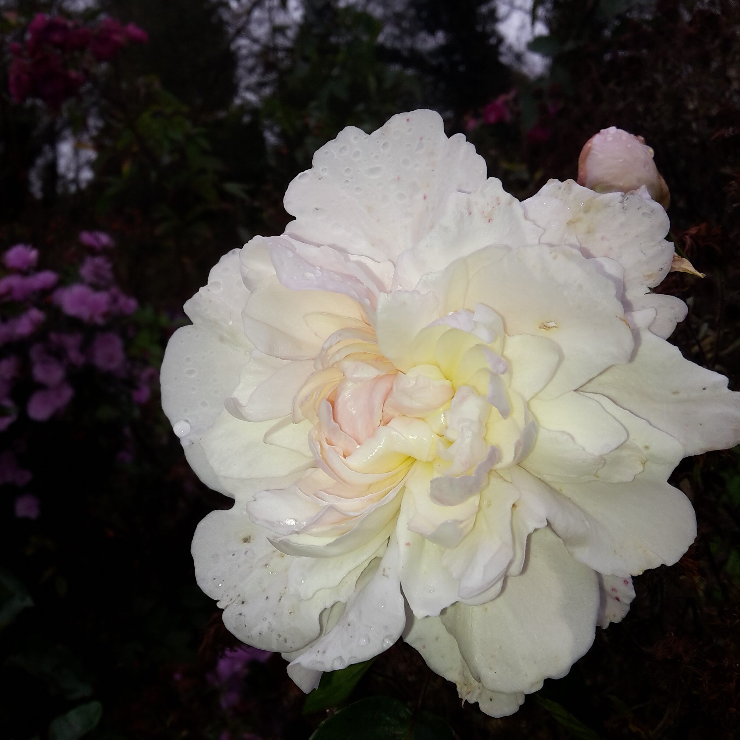 Edith de Murat – Bild 7