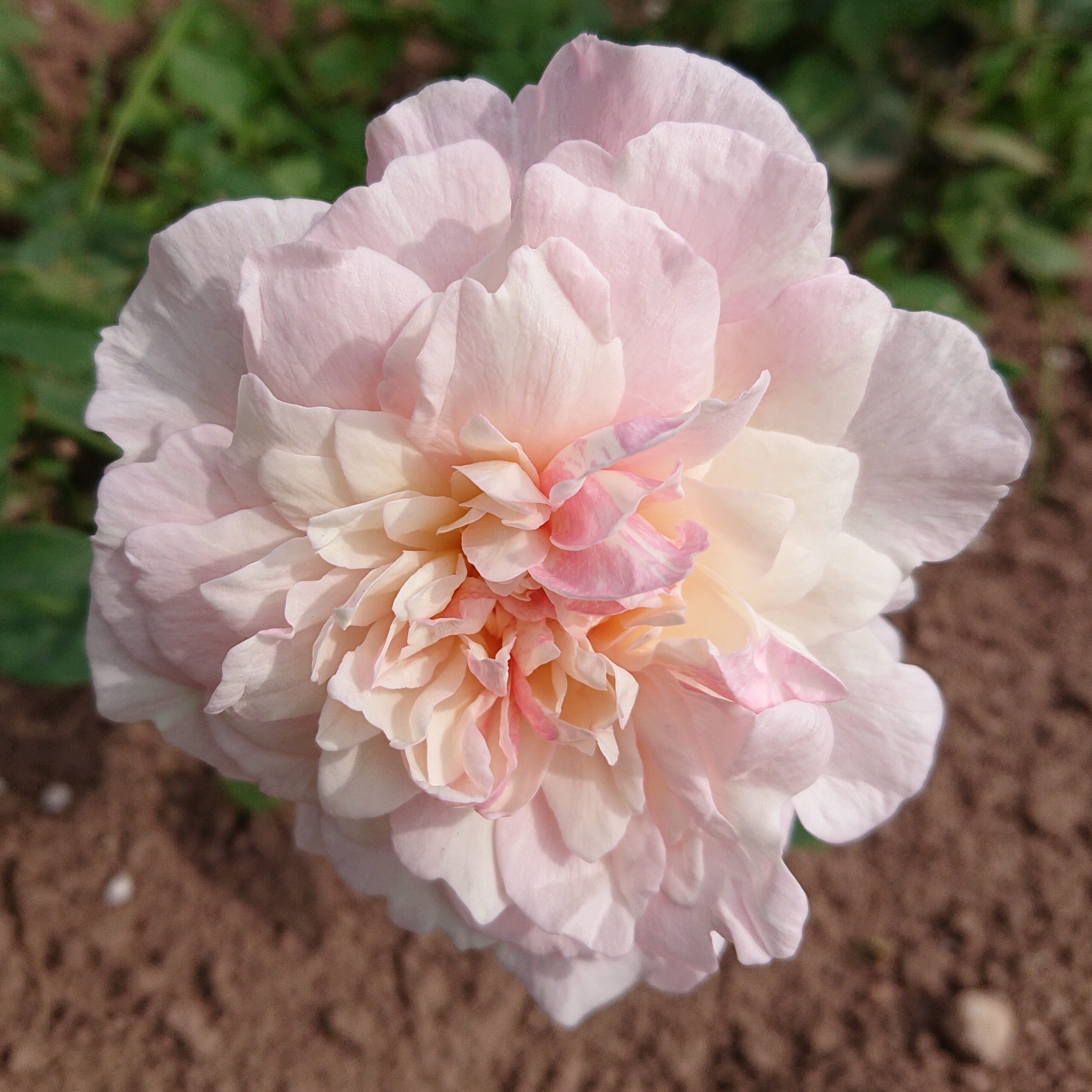 Edith de Murat – Bild 9