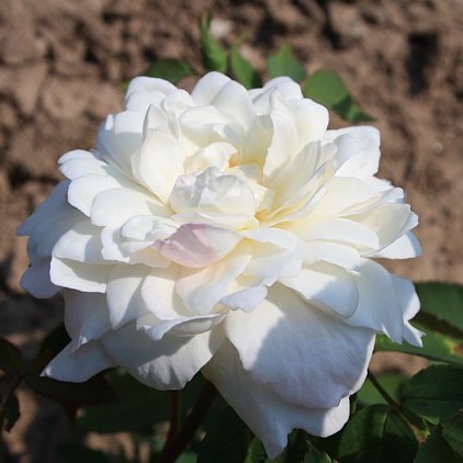 Edith de Murat – Bild 10
