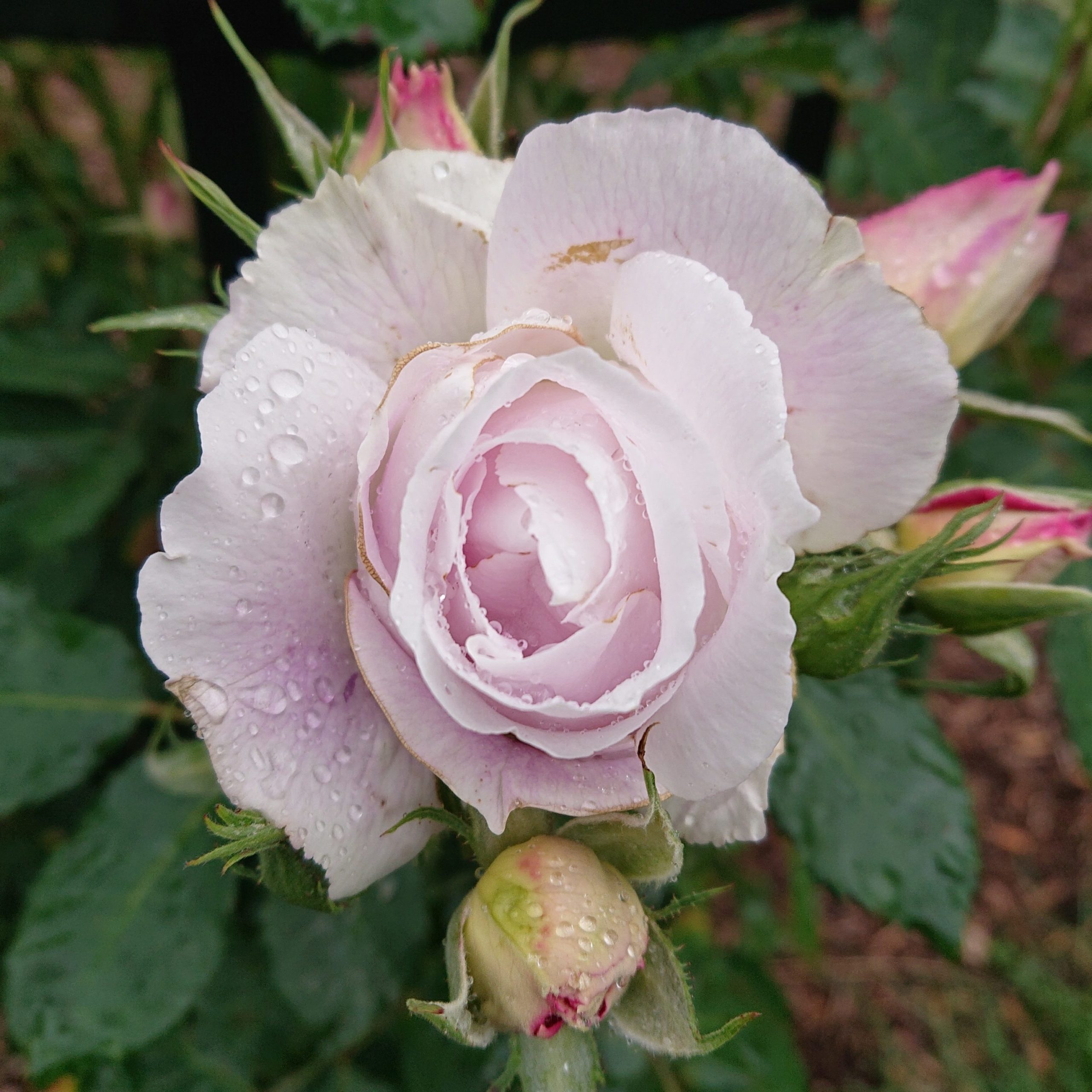Edith – Bild 7