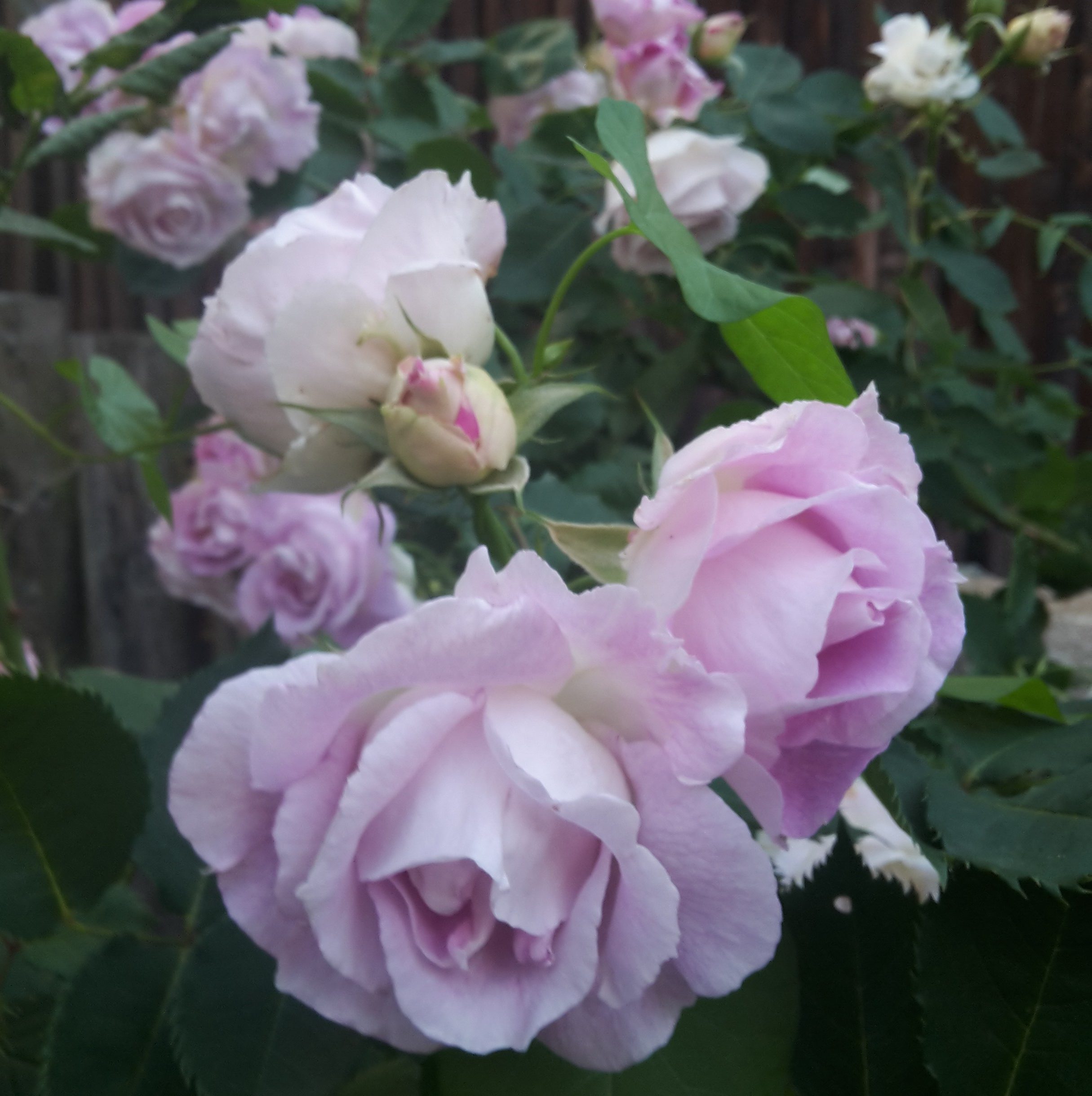 Edith – Bild 11