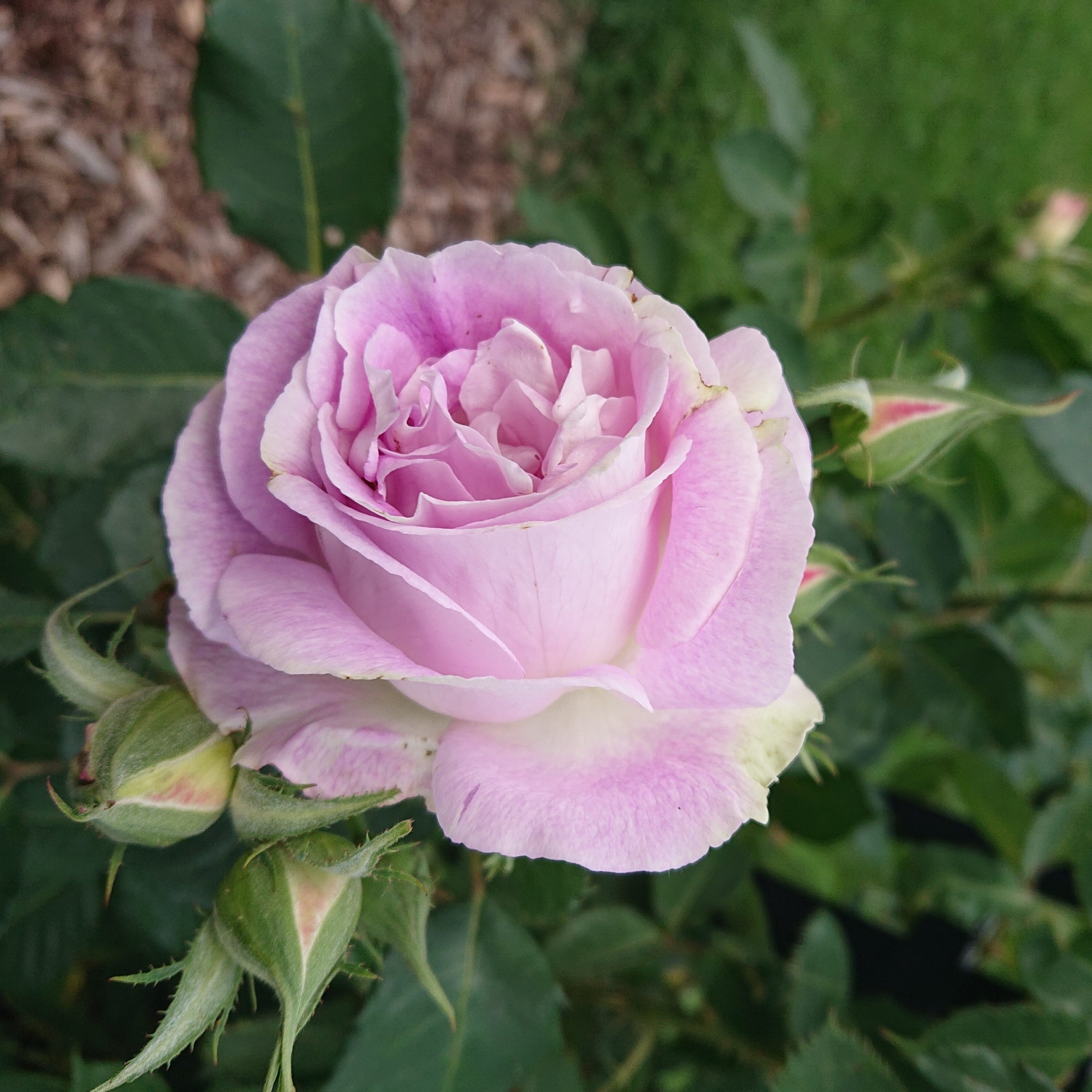 Edith – Bild 5