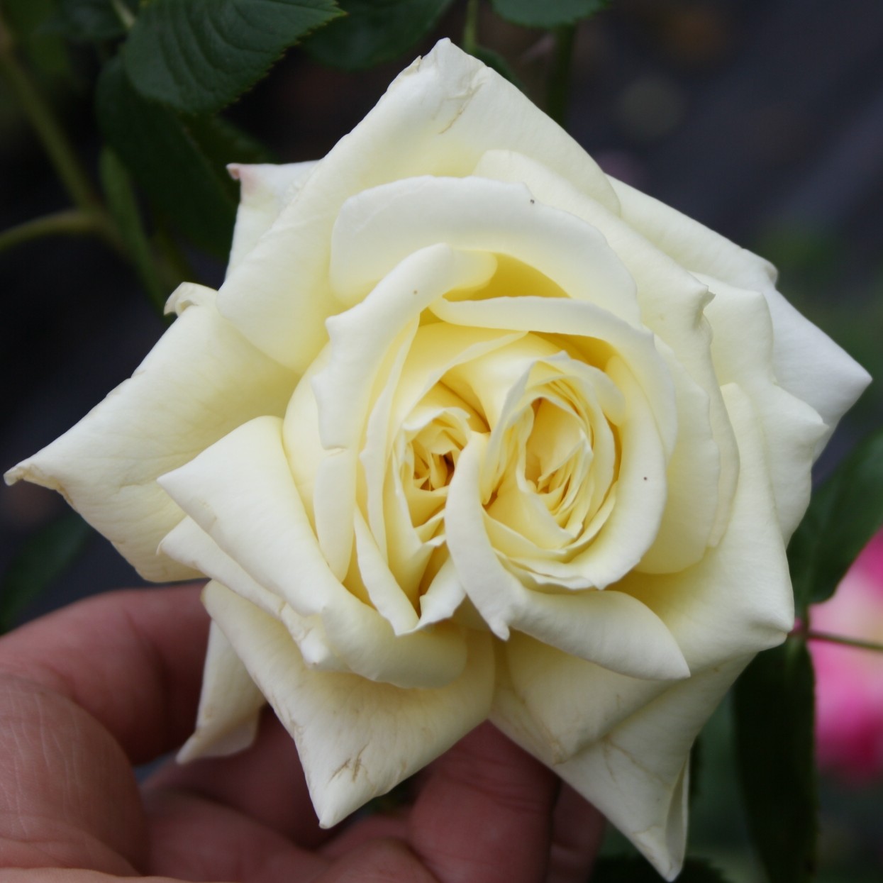 Elfe – Bild 2