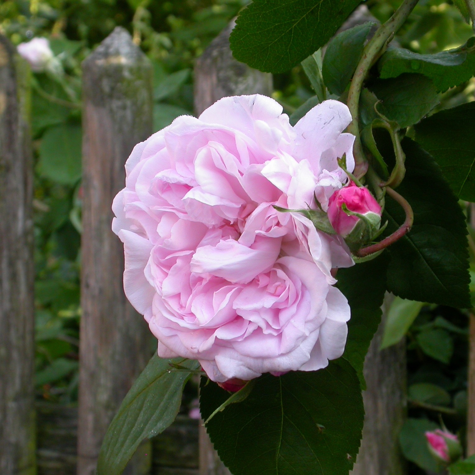 Fantin Latour – Bild 3