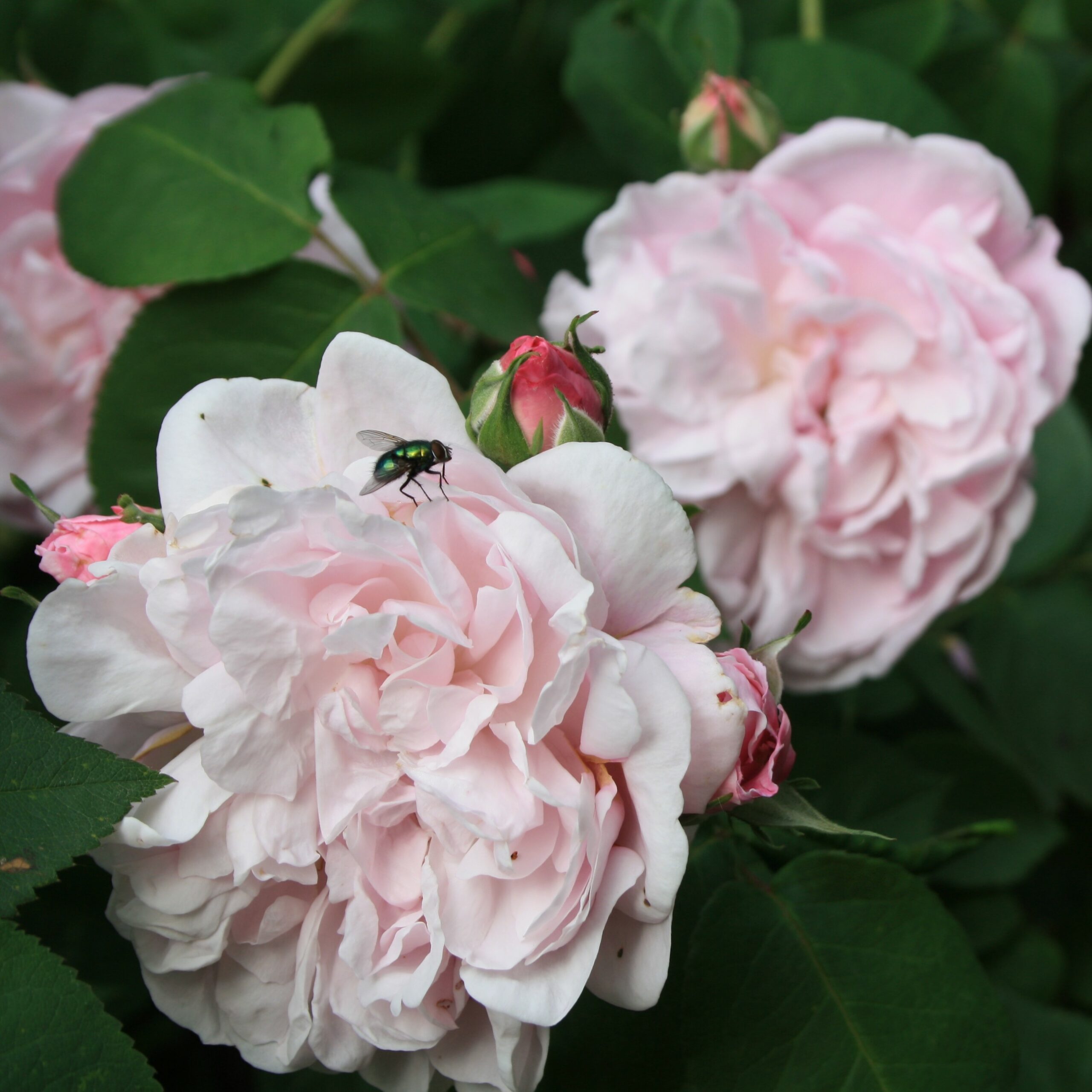 Fantin Latour – Bild 4