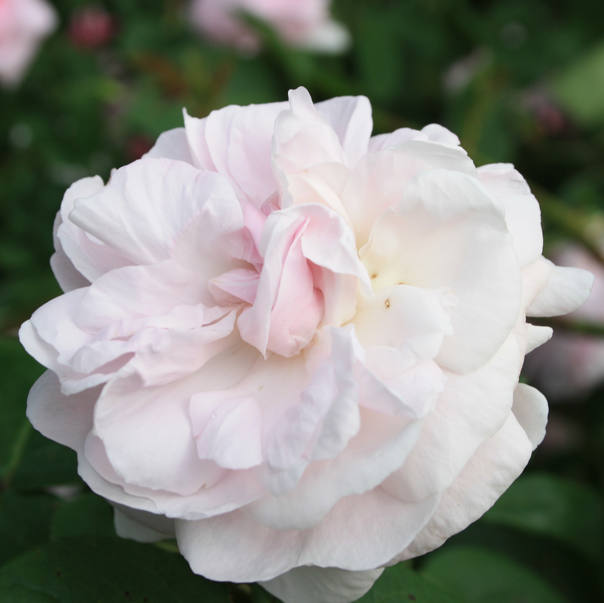Fantin Latour – Bild 6