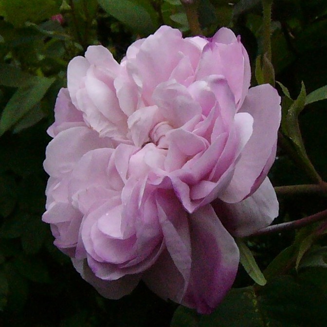 Fantin Latour – Bild 7